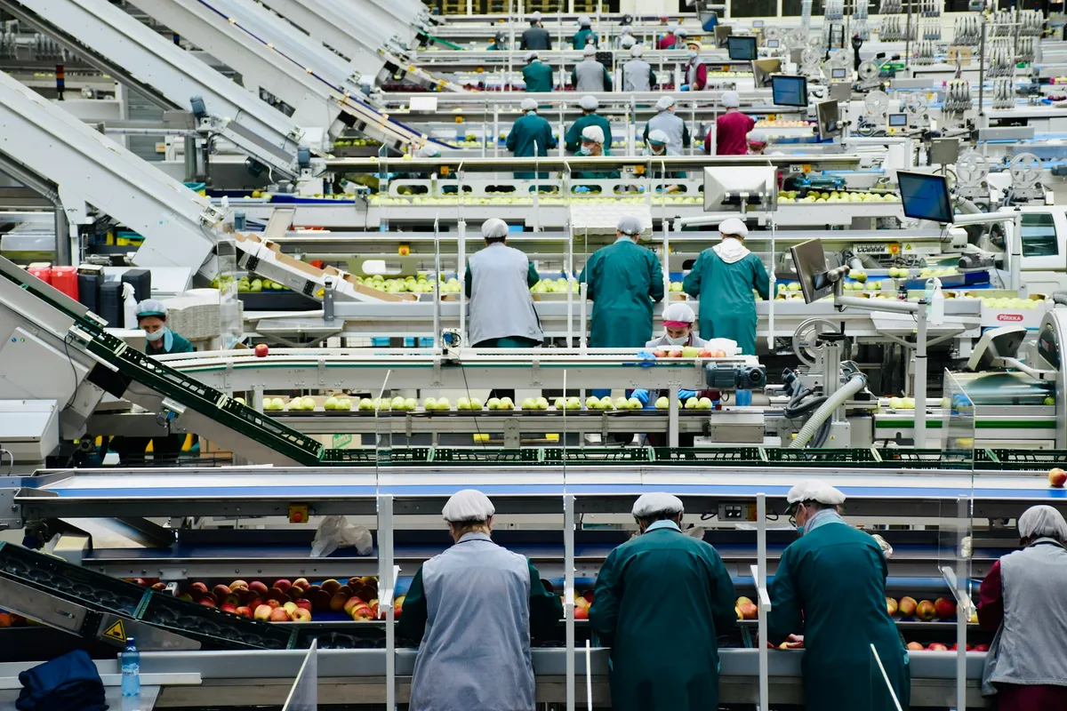 Línea automatizada de empaque de manzanas con operarios usando cofia y bata verde.